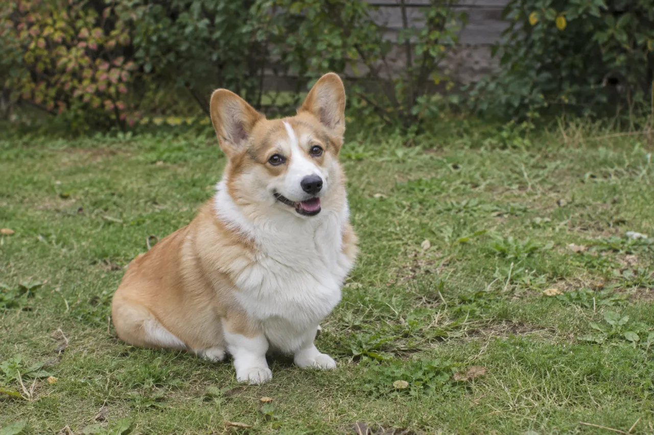 芝生で穏やかに過ごすコーギーのイメージ